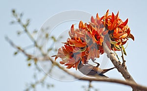 Flame of the forest Butea monosperma in full bloom in Dhaka, Bangladesh.