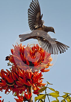 Flame of the forest Butea monosperma in full bloom in Dhaka, Bangladesh.