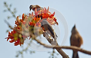 Flame of the forest Butea monosperma in full bloom in Dhaka, Bangladesh.