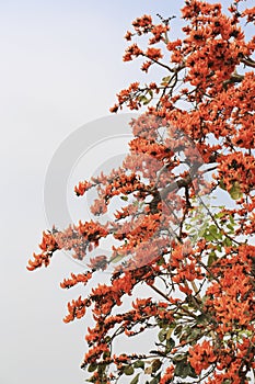 Flame of the forest,Butea monosperma O.Ktze, Leguminosae-Papilio noideae