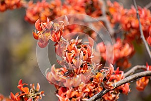 Flame or the Forest or Palash Butea monosperma Beautiful orange red colored flowers