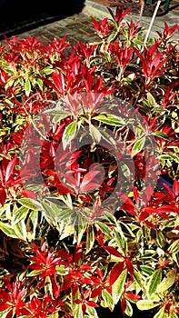 Flame of the forest plant or Pieris in a garden in Burnley Lancashire