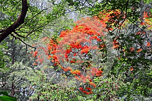 Flame of the Forest Tree in Full Bloom