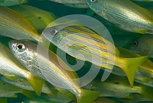 Flame goatfish