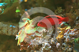 Flame hawkfish
