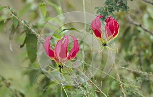 Flame lily, Gloriosa, Colchicaceae , red flower with distinctive yellow stripes