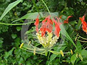 Flame lily -Gloriosa superba is a species of flowering plant in the family Colchicaceae photo