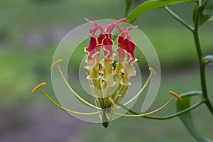 Flame lily, Glory lily or Climbing lily bloom in the garden on blur nature background.