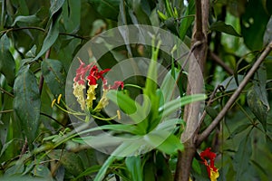 Flame lily with green leaves around it in vegetation. Gloriosa superba is a species of flowering plant commonly named as flame