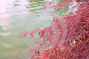 Flame Maple by Lake