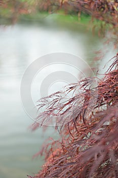 Flame Maple by Lake