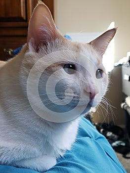 Flame point siamese Ayden 10