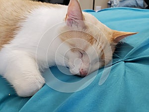 Flame point siamese Ayden 10