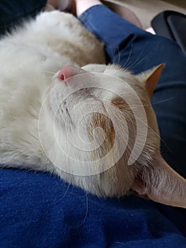 Flame point siamese Ayden 10