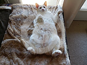 Flame point siamese Ayden 11