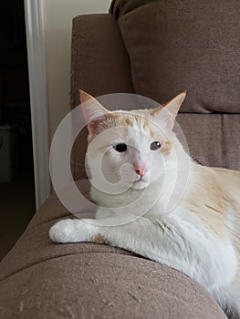 Flame point siamese Ayden 11