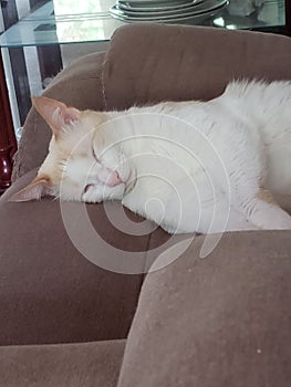 Flame point siamese Ayden 8