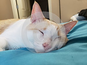 Flame point siamese Ayden 10