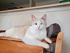 Flame point siamese Ayden 11