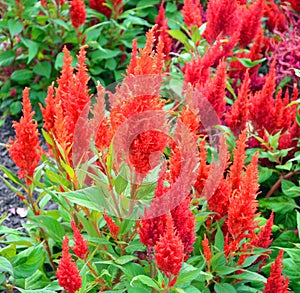 Flame red Celosia Flower