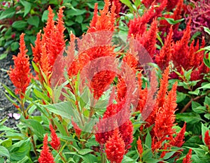 Flame red Celosia Flower
