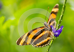 Flame Red Tiger Butterfly on flower