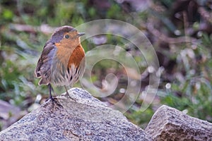 Flame robin bird