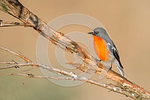 Flame Robin (Petroica phoenicea)