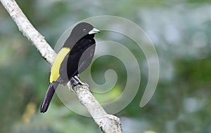 Flame-rumped Tanager Ramphocelus flammigerus