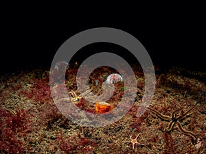 Flame Shell, Limaria hians. Loch Carron, Scotland