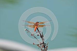 Flame Skimmer libellula saturata Dragon fly over Water