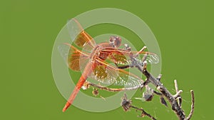 Flame Skimmer libellula saturata Dragon fly over Water