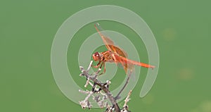 Flame Skimmer libellula saturata Dragon fly over Water