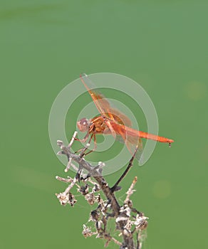 Flame Skimmer libellula saturata Dragon fly over Water