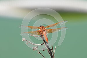 Flame Skimmer libellula saturata Dragon fly over Water