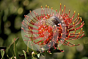 Flame Spike Leucospermum cordifolium