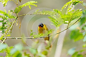Flame Throated Bulbul perched on a tree