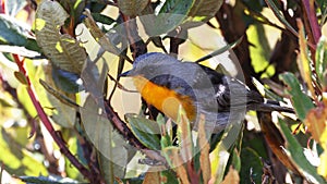 Flame-throated warbler, colorful bird of Costa Rica