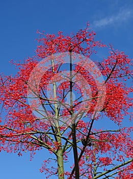 Flame Tree