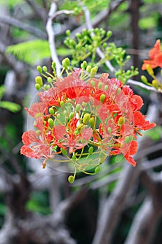 The Flame Tree