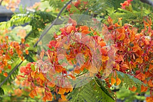 Flame Tree in bloom