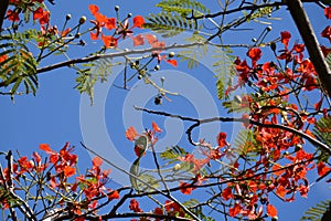 Flame tree branches with bright flowers