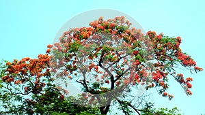 Flame Tree Delonix regia tree in full boom