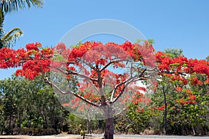 Flame tree with fiery red blooms in Airlie Beach, Australia