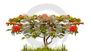 Flame tree of Flamboyant (delonix regia) isolated on white