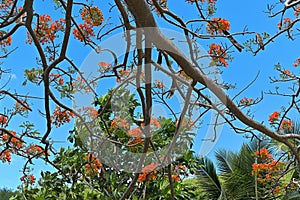 Flame tree Flamboyant Moorea French Polynesia