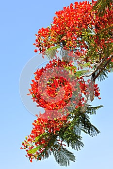 Flame tree flowers