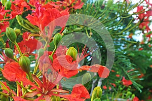 Flame tree flowers