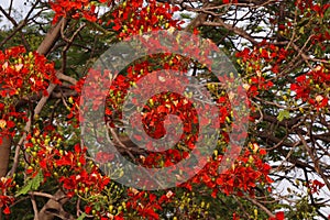 Flame tree full of red fiery flowers on spring season