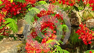 Flame Tree Royal Poinciana Vibrant Red Flowers HD Footage